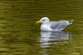 A Caspian gull or Larus cachinnans in the warter Royalty Free Stock Photo