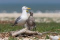 The Caspian gulsl Larus cachinnans with chick Royalty Free Stock Photo