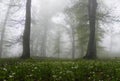 Misty Hyrcanian forest with spring flower on ground