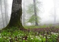 Misty Hyrcanian forest and spring flowers on ground