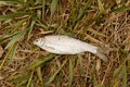 Caspian roach on the grass above view Royalty Free Stock Photo