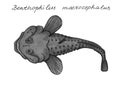 Caspian tadpole goby. Hand drawn black realistic illustration.