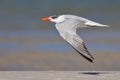 Caspian Tern