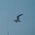Caspian tern feeding at seaside