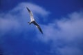 Caspian Tern in Flight Blue Sky