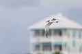 A Caspian tern in flight at the coastline. Royalty Free Stock Photo