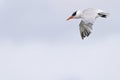 A Caspian tern in flight at the coastline. Royalty Free Stock Photo
