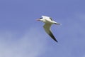 Caspian tern flying across a blue sky / Sterna caspia