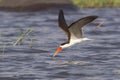 Caspian Tern flying over river Royalty Free Stock Photo