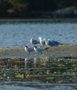 Caspian tern flying at seaside beach