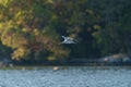 Caspian tern flying at seaside beach