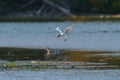 Caspian tern flying at seaside beach