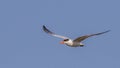 Caspian Tern Hovering