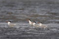 Caspian tern, hydroprogne caspia