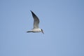 Caspian tern Hydroprogne caspia in flight