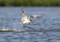 The Caspian tern Hydroprogne caspia hunting
