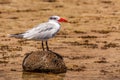 Caspian tern (Hydroprogne caspia