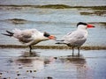 Caspian terns take a walk along the beach. Bethels Beach Auckland New Zealand