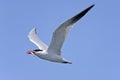 Caspian tern, hydroprogne caspian, california Royalty Free Stock Photo