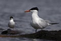 Caspian Tern Royalty Free Stock Photo