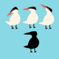 Caspian tern vector illustration flat style black silhouette