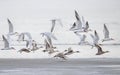 Caspian Terns bird Royalty Free Stock Photo