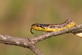 Caspian whip snake