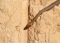 The Caspian whipsnake Dolichophis caspius crawl along the vertical clay