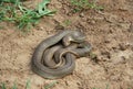 Caspian whipsnake