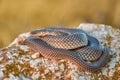 Caspian whipsnake Dolichophis caspius in natural habitat Royalty Free Stock Photo