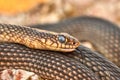 Caspian whipsnake Dolichophis caspius in natural habitat