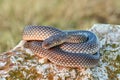 Caspian whipsnake Dolichophis caspius in natural habitat Royalty Free Stock Photo