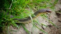 The Caspian whipsnake Dolichophis caspius