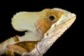 Casque-headed lizard (Corytophanes hernandezii)