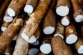 Cassava, also called manioc, yuca, balinghoy, mogo, mandioca, kamoteng kahoy, tapioca and manioc root, a woody shrub of the Euphor Royalty Free Stock Photo