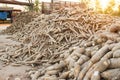 Cassava, also called manioc, yuca, balinghoy, mogo, mandioca, kamoteng kahoy