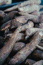 Cassava, also called manioc, yuca, balinghoy, mogo, mandioca, kamoteng kahoy, tapioca and manioc root, a woody shrub of the Royalty Free Stock Photo