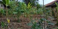 Cassava and banana gardens