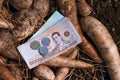 Cassava and banknote money thai baht, money in manioc planting, money in cassava agricultural land, tapioca trading or selling