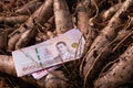 Cassava and banknote money thai baht, money in manioc planting concept, cassava in agricultural land