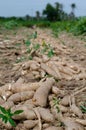 Cassava bulb and cassava tree on ground