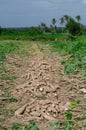 Cassava bulb on ground