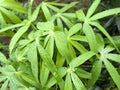 Cassava leaf shoots