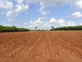 Cassava crop just planted on fertile red soil in Cambodia Royalty Free Stock Photo