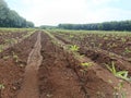 Cassava crop just planted on fertile red soil in Cambodia Royalty Free Stock Photo