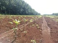 Cassava crop just planted on fertile red soil in Cambodia Royalty Free Stock Photo