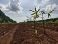 Cassava crop just planted on fertile red soil in Cambodia Royalty Free Stock Photo