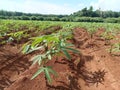 Cassava crop just planted on fertile red soil in Cambodia Royalty Free Stock Photo