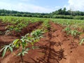 Cassava crop just planted on fertile red soil in Cambodia Royalty Free Stock Photo