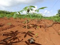 Cassava crop just planted on fertile red soil in Cambodia Royalty Free Stock Photo